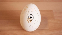The engraving pattern on the birds egg